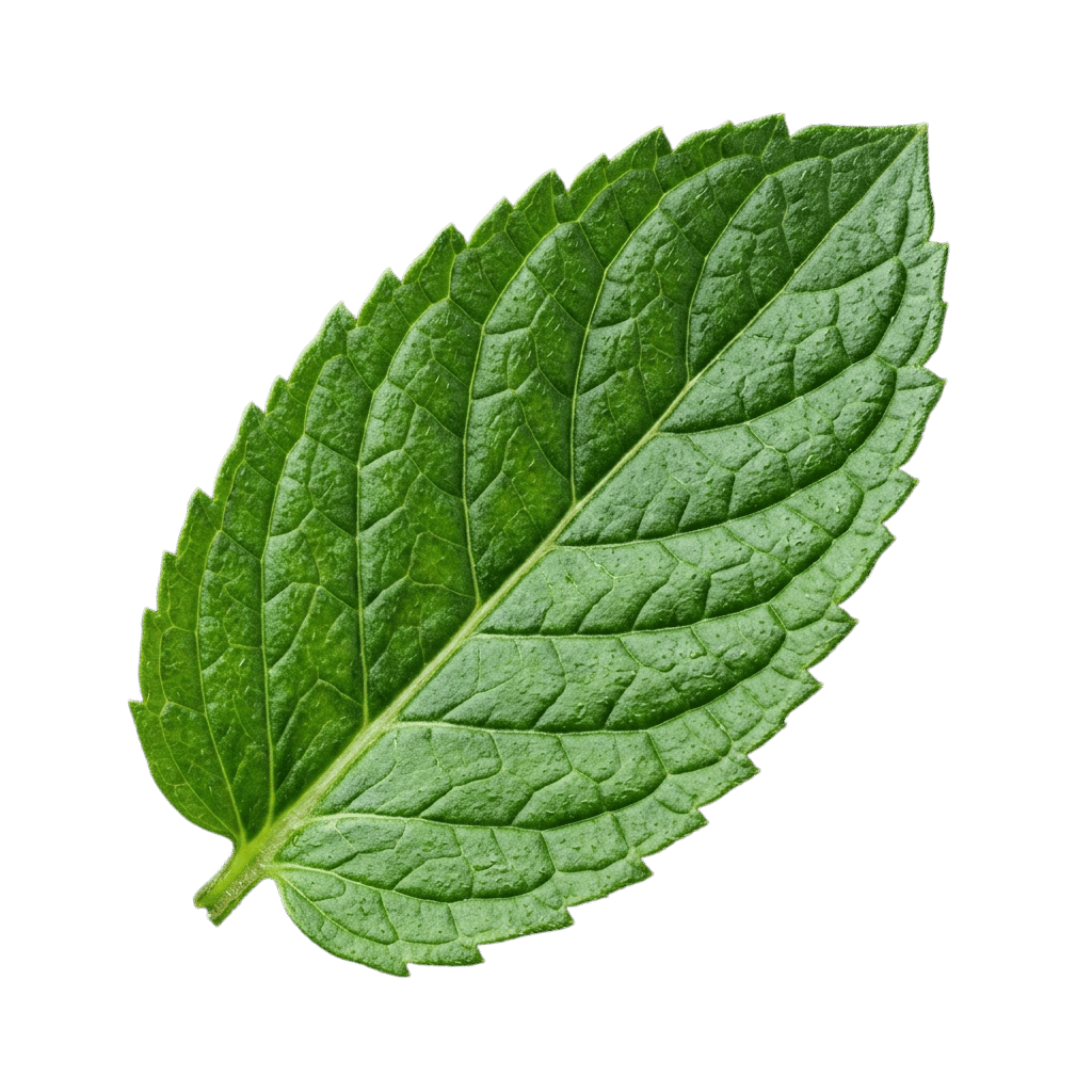 Botanical Leaf Decor Bottom Left